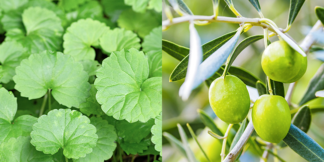 植物の力で進化する近未来的エイジングケア