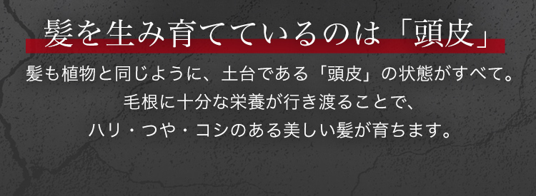 髪を生み育てているのは「頭皮」