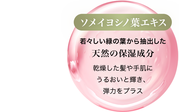 ソメイヨシノ葉エキス/若々しい緑の葉から抽出した天然の保湿成分